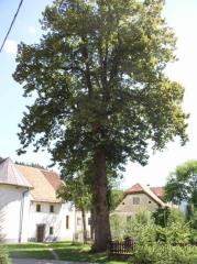 Die zwanzig Meter hohe Linde in Šmartno – im Hindergrund die Pfarrkirche des Hl. Martin
